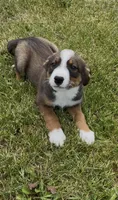 Greg , a male Australian Cattle Dog and Australian Shepherd for sale in East Rochester, NY – 2 of 9