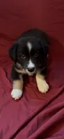 Kimmy, a female Australian Shepherd for sale in East Rochester, NY – 8 of 9