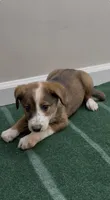 Daisy, a female Australian Shepherd and Border Collie for sale in East Rochester, NY – 5 of 6