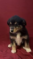 Brownie , a female Australian Shepherd for sale in East Rochester, NY – 3 of 4