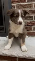 Ryan, a male Miniature Australian Shepherd for sale in East Rochester, NY – 7 of 10