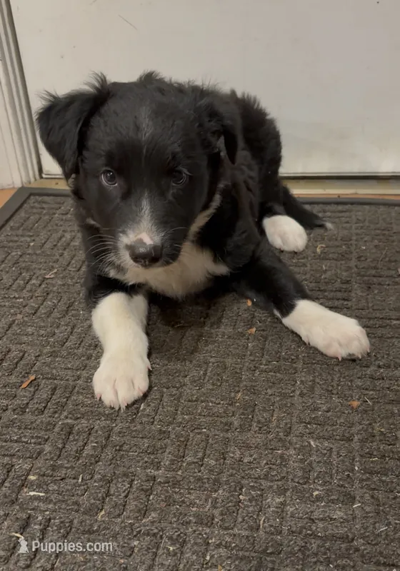 Tank – Border Collie puppy for sale in East Rochester, NY