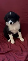 Kasey, a female Australian Shepherd for sale in East Rochester, NY – 3 of 5