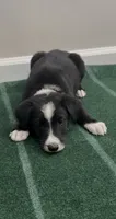 Tyler , a male Border Collie for sale in East Rochester, NY – 2 of 5