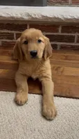 Raven , a female Golden Retriever for sale in East Rochester, NY – 4 of 5