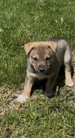 Bronx , a male Norwegian Elkhound and Miniature Australian Shepherd for sale in East Rochester, NY – 2 of 4