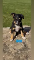 Tron, a male Australian Shepherd and Border Collie for sale in East Rochester, NY – 6 of 7