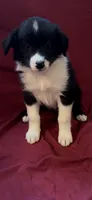 Kasey, a female Australian Shepherd for sale in East Rochester, NY – 4 of 5