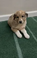 Duke, a male Australian Shepherd and Border Collie for sale in East Rochester, NY – 3 of 4