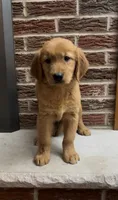 Raven , a female Golden Retriever for sale in East Rochester, NY – 5 of 5