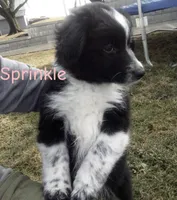 Sprinkle , a female Border Collie and Miniature Australian Shepherd for sale in Webster, NY – Photo 2 of 3