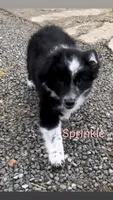 Sprinkle , a female Border Collie and Miniature Australian Shepherd for sale in Webster, NY – Photo 3 of 3