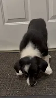 Lacy, a female Border Collie and Miniature American Shepherd for sale in East Rochester, NY – 7 of 8