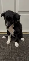 Daisy , a female Border Collie and Miniature Australian Shepherd for sale in East Rochester, NY – 4 of 4