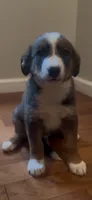 Greg , a male Australian Cattle Dog and Australian Shepherd for sale in East Rochester, NY – 5 of 5
