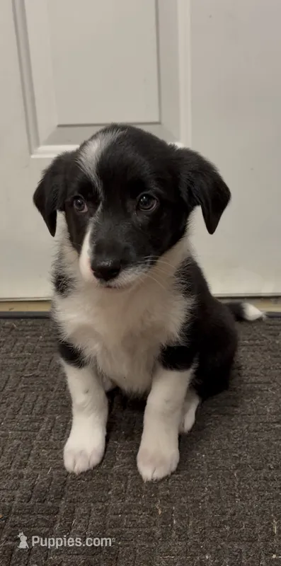 Lacy – Border Collie, Miniature American Shepherd puppy for sale in East Rochester, NY