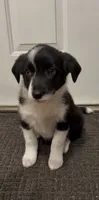 Lacy, a female Border Collie and Miniature American Shepherd for sale in East Rochester, NY – 1 of 8