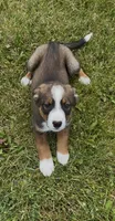 Greg , a male Australian Cattle Dog and Australian Shepherd for sale in East Rochester, NY – 3 of 9
