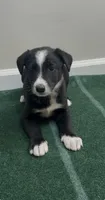 Tyler , a male Border Collie for sale in East Rochester, NY – 5 of 5