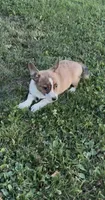 Casey, a male Rat Terrier and Pembroke Welsh Corgi for sale in East Rochester, NY – 3 of 5