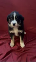 Stacy, a female Australian Shepherd for sale in East Rochester, NY – 3 of 4