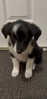 Lacy, a female Border Collie and Miniature American Shepherd for sale in East Rochester, NY – 6 of 8