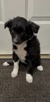 Daisy , a female Border Collie and Miniature Australian Shepherd for sale in East Rochester, NY – 2 of 4