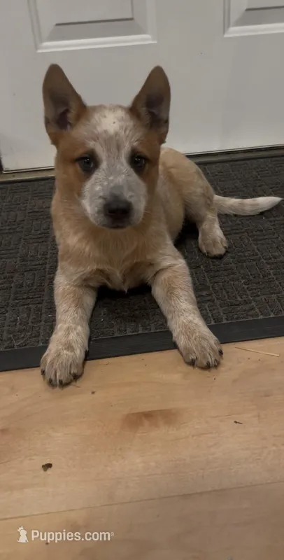 Tiger – Australian Cattle Dog puppy for sale in East Rochester, NY