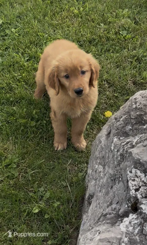 Rover  – Golden Retriever puppy for sale in East Rochester, NY