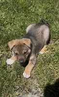 Bronx , a male Norwegian Elkhound and Miniature Australian Shepherd for sale in East Rochester, NY – 3 of 4