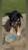 Tron, a male Australian Shepherd and Border Collie for sale in East Rochester, NY – 2 of 7