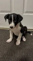 Chase, a male Border Collie and Miniature Australian Shepherd for sale in East Rochester, NY – 2 of 3