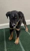 Trixie, a female Australian Shepherd and Border Collie for sale in East Rochester, NY – 2 of 5