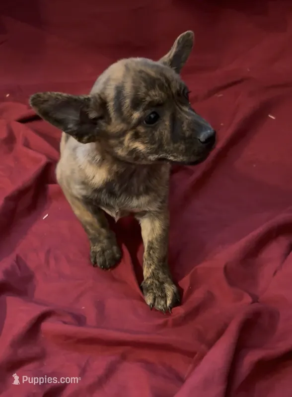 Cheeky – Rat Terrier, Pembroke Welsh Corgi puppy for sale in East Rochester, NY