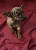 Cheeky, a female Rat Terrier and Pembroke Welsh Corgi for sale in East Rochester, NY – 1 of 3