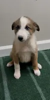 Bella , a female Australian Shepherd and Border Collie for sale in East Rochester, NY – 2 of 5