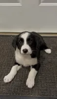 Blake , a male Border Collie for sale in East Rochester, NY – 5 of 6