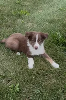 Ryan, a male Miniature Australian Shepherd for sale in East Rochester, NY – 5 of 10
