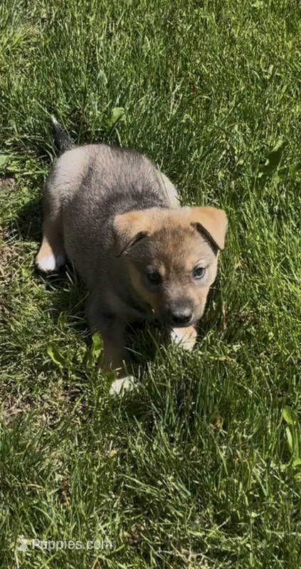 Bronx  – Norwegian Elkhound, Miniature Australian Shepherd puppy for sale in East Rochester, NY
