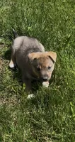 Bronx , a male Norwegian Elkhound and Miniature Australian Shepherd for sale in East Rochester, NY – 1 of 4