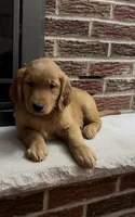 Rolly, a male Golden Retriever for sale in East Rochester, NY – 2 of 5
