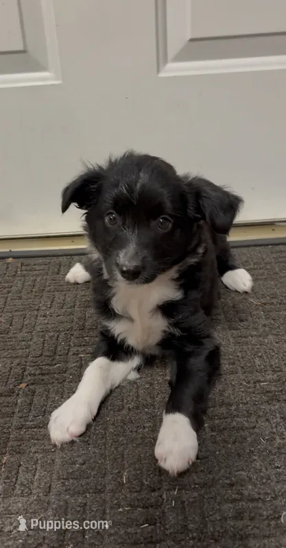 Daisy  – Border Collie, Miniature Australian Shepherd puppy for sale in East Rochester, NY