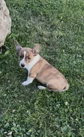 Casey, a male Rat Terrier and Pembroke Welsh Corgi for sale in East Rochester, NY – 2 of 5