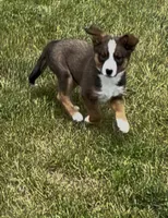 Greg , a male Australian Cattle Dog and Australian Shepherd for sale in East Rochester, NY – 7 of 9