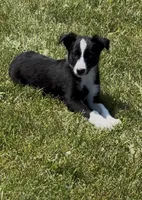 Donna , a female Border Collie for sale in East Rochester, NY – 3 of 6