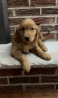 Rolly, a male Golden Retriever for sale in East Rochester, NY – 4 of 5