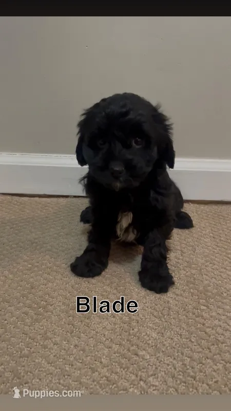 Blade 