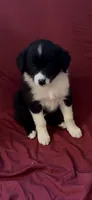 Kasey, a female Australian Shepherd for sale in East Rochester, NY – 1 of 5