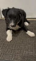 Tank, a male Border Collie for sale in East Rochester, NY – 4 of 5