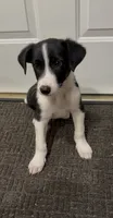 Chase, a male Border Collie and Miniature Australian Shepherd for sale in East Rochester, NY – 3 of 3